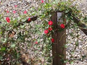 11151055_792360350872038_4853193808035809488_n