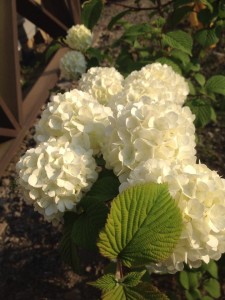 11182359_753518558098851_3675249560604334026_n