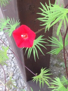 11196276_792360180872055_464852068680808_n