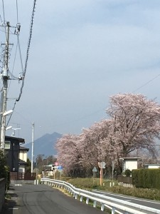 2016 筑波山とサクラ